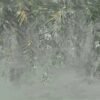 Selva Tropical Difuminada - Imagen 2