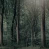 Bosque Templado - Imagen 2