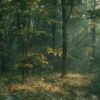 Claros del Bosque - Imagen 2
