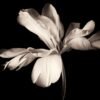 Tulipán Monocromático Dramático - Imagen 2