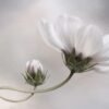Cosmos Blanco Etéreo - Pureza Floral - Imagen 2