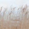 Pradera Dorada al Viento - Serenidad Natural - Imagen 2